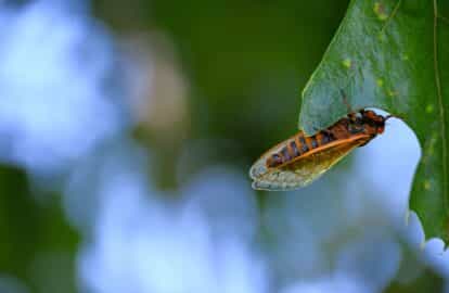 a 17 year cicada bug insect hanging on a leaf on a 2023 11 27 05 05 19 utc